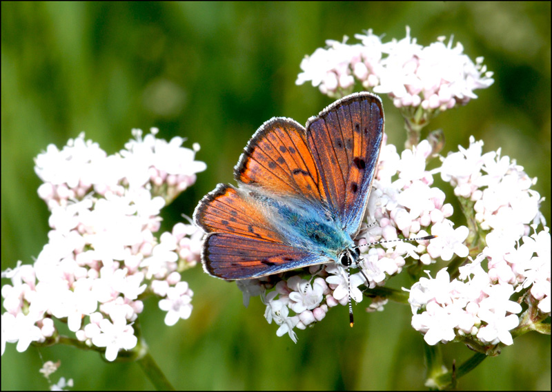 lycaena alciphron ? - si